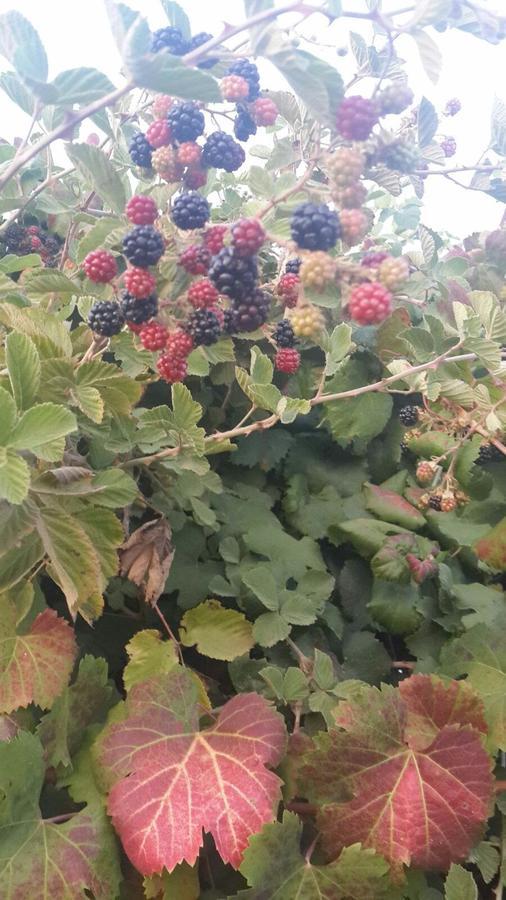 Nuriel Fruit & Guest House Sheʼar Yashuv Esterno foto